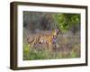 Bengal Tiger, (Panthera Tigris), Bandhavgarh, Madhya Pradesh, India-Thorsten Milse-Framed Photographic Print