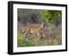 Bengal Tiger, (Panthera Tigris), Bandhavgarh, Madhya Pradesh, India-Thorsten Milse-Framed Photographic Print