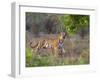 Bengal Tiger, (Panthera Tigris), Bandhavgarh, Madhya Pradesh, India-Thorsten Milse-Framed Photographic Print