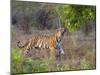 Bengal Tiger, (Panthera Tigris), Bandhavgarh, Madhya Pradesh, India-Thorsten Milse-Mounted Photographic Print