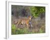 Bengal Tiger, (Panthera Tigris), Bandhavgarh, Madhya Pradesh, India-Thorsten Milse-Framed Photographic Print