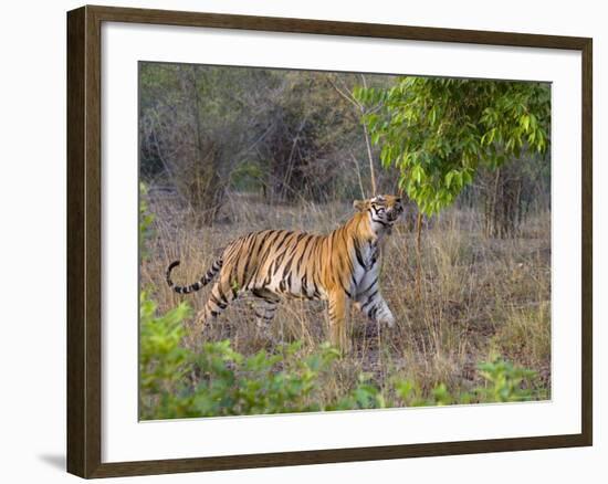 Bengal Tiger, (Panthera Tigris), Bandhavgarh, Madhya Pradesh, India-Thorsten Milse-Framed Photographic Print