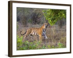 Bengal Tiger, (Panthera Tigris), Bandhavgarh, Madhya Pradesh, India-Thorsten Milse-Framed Photographic Print