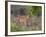 Bengal Tiger, (Panthera Tigris), Bandhavgarh, Madhya Pradesh, India-Thorsten Milse-Framed Photographic Print