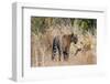 Bengal tiger (Panthera Tigris), Bandhavgarh National Park, Madhya Pradesh, India, Asia-Sergio Pitamitz-Framed Photographic Print