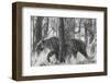 Bengal Tiger (Panthera tigris tigris) among trees, India-Panoramic Images-Framed Photographic Print