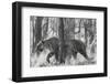 Bengal Tiger (Panthera tigris tigris) among trees, India-Panoramic Images-Framed Photographic Print