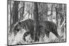 Bengal Tiger (Panthera tigris tigris) among trees, India-Panoramic Images-Mounted Photographic Print