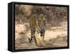 Bengal Tiger (Panthera Tigris Tigris), Bandhavgarh, Madhya Pradesh, India-Thorsten Milse-Framed Stretched Canvas