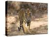 Bengal Tiger (Panthera Tigris Tigris), Bandhavgarh, Madhya Pradesh, India-Thorsten Milse-Stretched Canvas