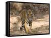 Bengal Tiger (Panthera Tigris Tigris), Bandhavgarh, Madhya Pradesh, India-Thorsten Milse-Framed Stretched Canvas