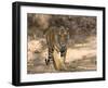 Bengal Tiger (Panthera Tigris Tigris), Bandhavgarh, Madhya Pradesh, India-Thorsten Milse-Framed Photographic Print