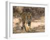 Bengal Tiger (Panthera Tigris Tigris), Bandhavgarh, Madhya Pradesh, India-Thorsten Milse-Framed Photographic Print