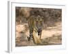 Bengal Tiger (Panthera Tigris Tigris), Bandhavgarh, Madhya Pradesh, India-Thorsten Milse-Framed Photographic Print