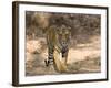 Bengal Tiger (Panthera Tigris Tigris), Bandhavgarh, Madhya Pradesh, India-Thorsten Milse-Framed Photographic Print