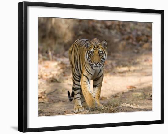 Bengal Tiger (Panthera Tigris Tigris), Bandhavgarh, Madhya Pradesh, India-Thorsten Milse-Framed Photographic Print