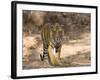 Bengal Tiger (Panthera Tigris Tigris), Bandhavgarh, Madhya Pradesh, India-Thorsten Milse-Framed Photographic Print