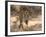 Bengal Tiger (Panthera Tigris Tigris), Bandhavgarh, Madhya Pradesh, India-Thorsten Milse-Framed Photographic Print