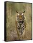 Bengal Tiger, (Panthera Tigris Tigris), Bandhavgarh, Madhya Pradesh, India-Thorsten Milse-Framed Stretched Canvas