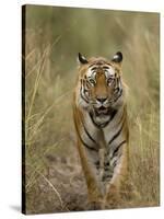 Bengal Tiger, (Panthera Tigris Tigris), Bandhavgarh, Madhya Pradesh, India-Thorsten Milse-Stretched Canvas