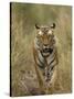 Bengal Tiger, (Panthera Tigris Tigris), Bandhavgarh, Madhya Pradesh, India-Thorsten Milse-Stretched Canvas