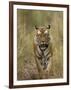 Bengal Tiger, (Panthera Tigris Tigris), Bandhavgarh, Madhya Pradesh, India-Thorsten Milse-Framed Photographic Print