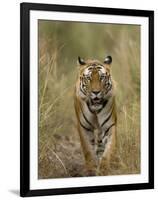 Bengal Tiger, (Panthera Tigris Tigris), Bandhavgarh, Madhya Pradesh, India-Thorsten Milse-Framed Photographic Print