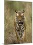 Bengal Tiger, (Panthera Tigris Tigris), Bandhavgarh, Madhya Pradesh, India-Thorsten Milse-Mounted Photographic Print