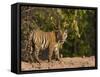 Bengal Tiger, (Panthera Tigris Tigris), Bandhavgarh, Madhya Pradesh, India-Thorsten Milse-Framed Stretched Canvas