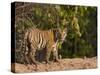 Bengal Tiger, (Panthera Tigris Tigris), Bandhavgarh, Madhya Pradesh, India-Thorsten Milse-Stretched Canvas