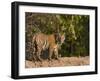 Bengal Tiger, (Panthera Tigris Tigris), Bandhavgarh, Madhya Pradesh, India-Thorsten Milse-Framed Photographic Print