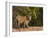 Bengal Tiger, (Panthera Tigris Tigris), Bandhavgarh, Madhya Pradesh, India-Thorsten Milse-Framed Photographic Print