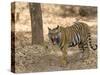 Bengal Tiger, (Panthera Tigris Tigris), Bandhavgarh, Madhya Pradesh, India-Thorsten Milse-Stretched Canvas