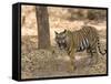 Bengal Tiger, (Panthera Tigris Tigris), Bandhavgarh, Madhya Pradesh, India-Thorsten Milse-Framed Stretched Canvas