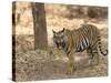 Bengal Tiger, (Panthera Tigris Tigris), Bandhavgarh, Madhya Pradesh, India-Thorsten Milse-Stretched Canvas
