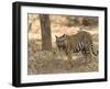 Bengal Tiger, (Panthera Tigris Tigris), Bandhavgarh, Madhya Pradesh, India-Thorsten Milse-Framed Photographic Print