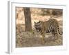 Bengal Tiger, (Panthera Tigris Tigris), Bandhavgarh, Madhya Pradesh, India-Thorsten Milse-Framed Photographic Print