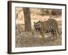 Bengal Tiger, (Panthera Tigris Tigris), Bandhavgarh, Madhya Pradesh, India-Thorsten Milse-Framed Photographic Print