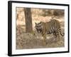 Bengal Tiger, (Panthera Tigris Tigris), Bandhavgarh, Madhya Pradesh, India-Thorsten Milse-Framed Photographic Print