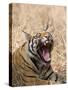 Bengal Tiger, (Panthera Tigris Tigris), Bandhavgarh, Madhya Pradesh, India-Thorsten Milse-Stretched Canvas