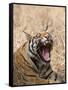 Bengal Tiger, (Panthera Tigris Tigris), Bandhavgarh, Madhya Pradesh, India-Thorsten Milse-Framed Stretched Canvas