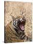 Bengal Tiger, (Panthera Tigris Tigris), Bandhavgarh, Madhya Pradesh, India-Thorsten Milse-Stretched Canvas