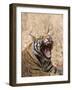 Bengal Tiger, (Panthera Tigris Tigris), Bandhavgarh, Madhya Pradesh, India-Thorsten Milse-Framed Photographic Print