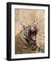 Bengal Tiger, (Panthera Tigris Tigris), Bandhavgarh, Madhya Pradesh, India-Thorsten Milse-Framed Photographic Print