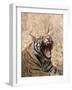 Bengal Tiger, (Panthera Tigris Tigris), Bandhavgarh, Madhya Pradesh, India-Thorsten Milse-Framed Photographic Print