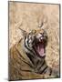 Bengal Tiger, (Panthera Tigris Tigris), Bandhavgarh, Madhya Pradesh, India-Thorsten Milse-Mounted Photographic Print