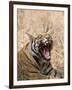 Bengal Tiger, (Panthera Tigris Tigris), Bandhavgarh, Madhya Pradesh, India-Thorsten Milse-Framed Photographic Print