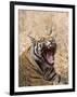 Bengal Tiger, (Panthera Tigris Tigris), Bandhavgarh, Madhya Pradesh, India-Thorsten Milse-Framed Photographic Print