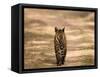 Bengal Tiger, Panthera Tigris Tigris, Bandhavgarh National Park, Madhya Pradesh, India, Asia-Thorsten Milse-Framed Stretched Canvas