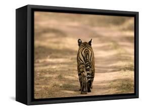 Bengal Tiger, Panthera Tigris Tigris, Bandhavgarh National Park, Madhya Pradesh, India, Asia-Thorsten Milse-Framed Stretched Canvas